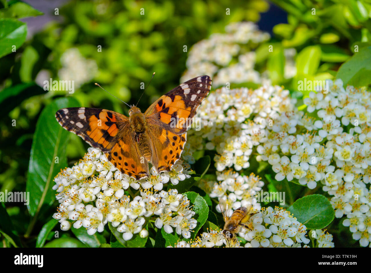 Subtle butterfly hires stock photography and images Alamy