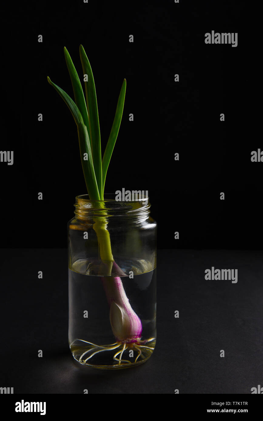 A red onion being sprouted in a jar of water for replanting on a black background. Stock Photo