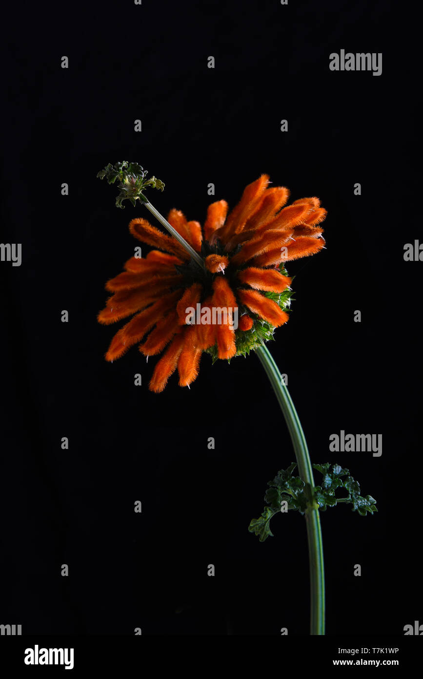 Closeup of  a Lions Tail flower also known as  Savannah Sunset, Leonotis menthifolia, against a black background. Stock Photo