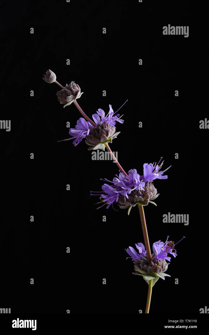 Salvia purple sage flowers still life against a black background. Stock Photo