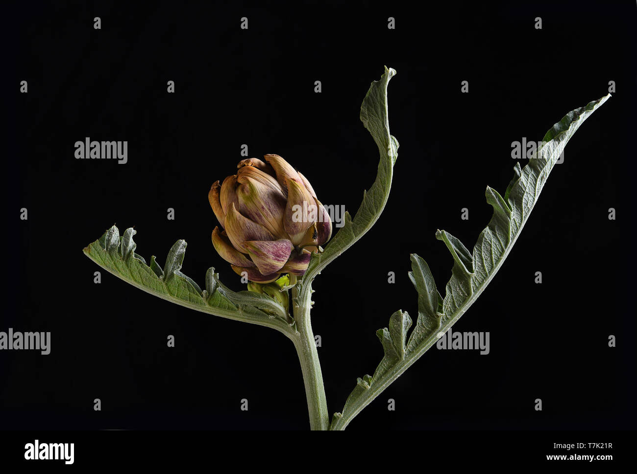 Still life closeup of a small dried artichoke against a black background. Stock Photo