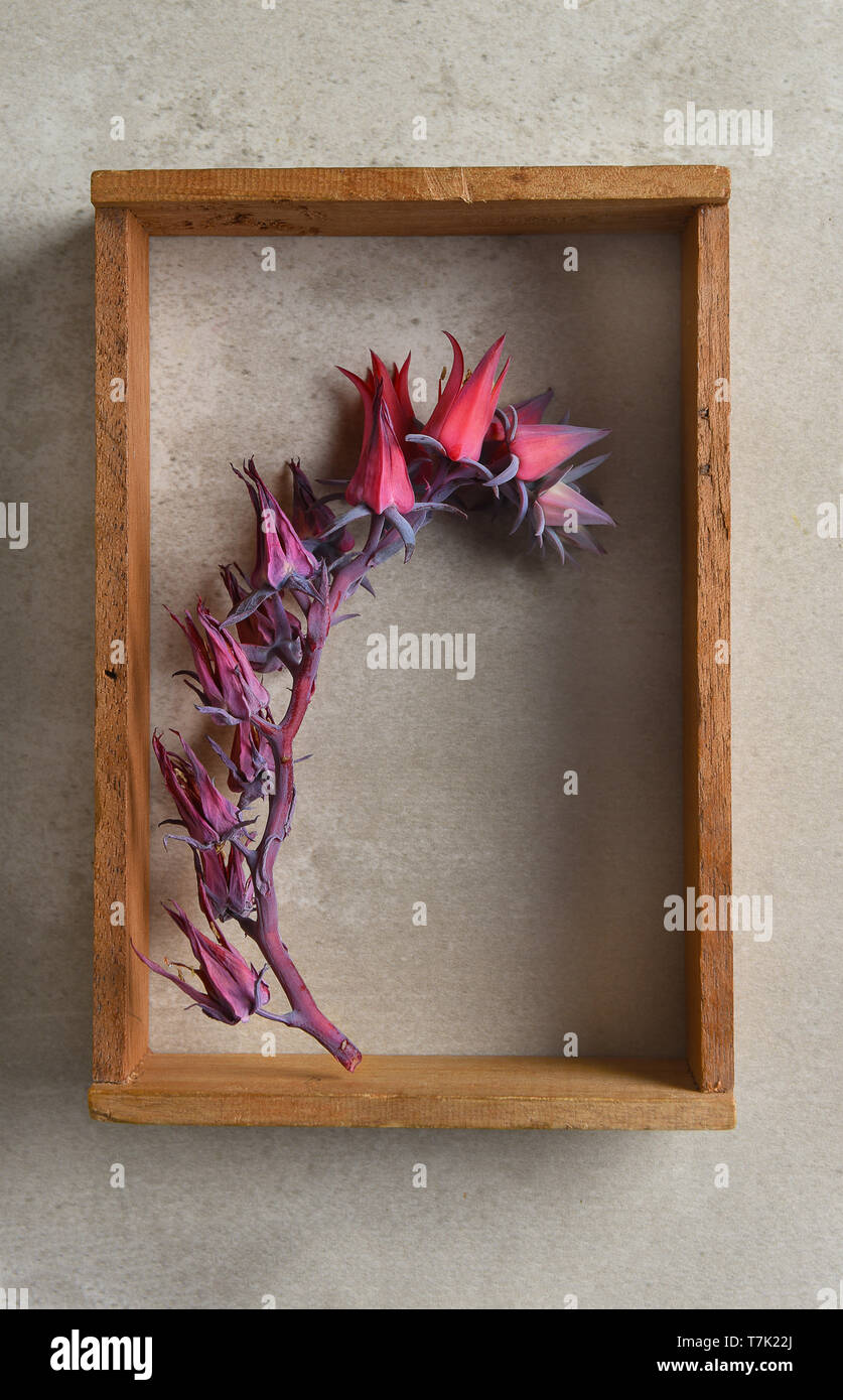 Flowers of the Echeveria Afterglow succulent plant in a wood shadow box on a gray tile surface. Stock Photo