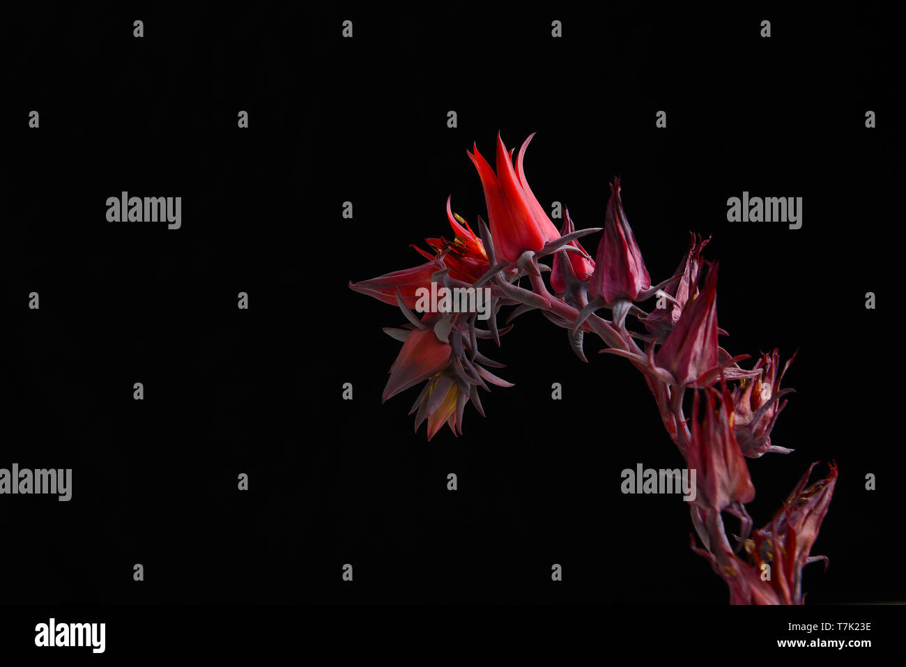 Flowers of the Echeveria Afterglow succulent plant against a black background. Stock Photo