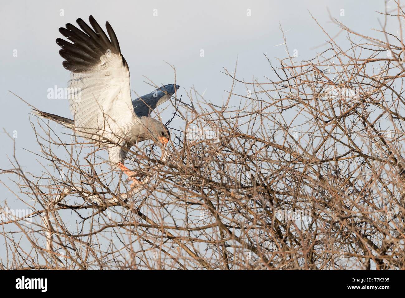Bostwana, Central Kalahari Game Reserve, Pale chanting goshawk (Melierax canorus), adult perched on a tree with a prey a snake Stock Photo