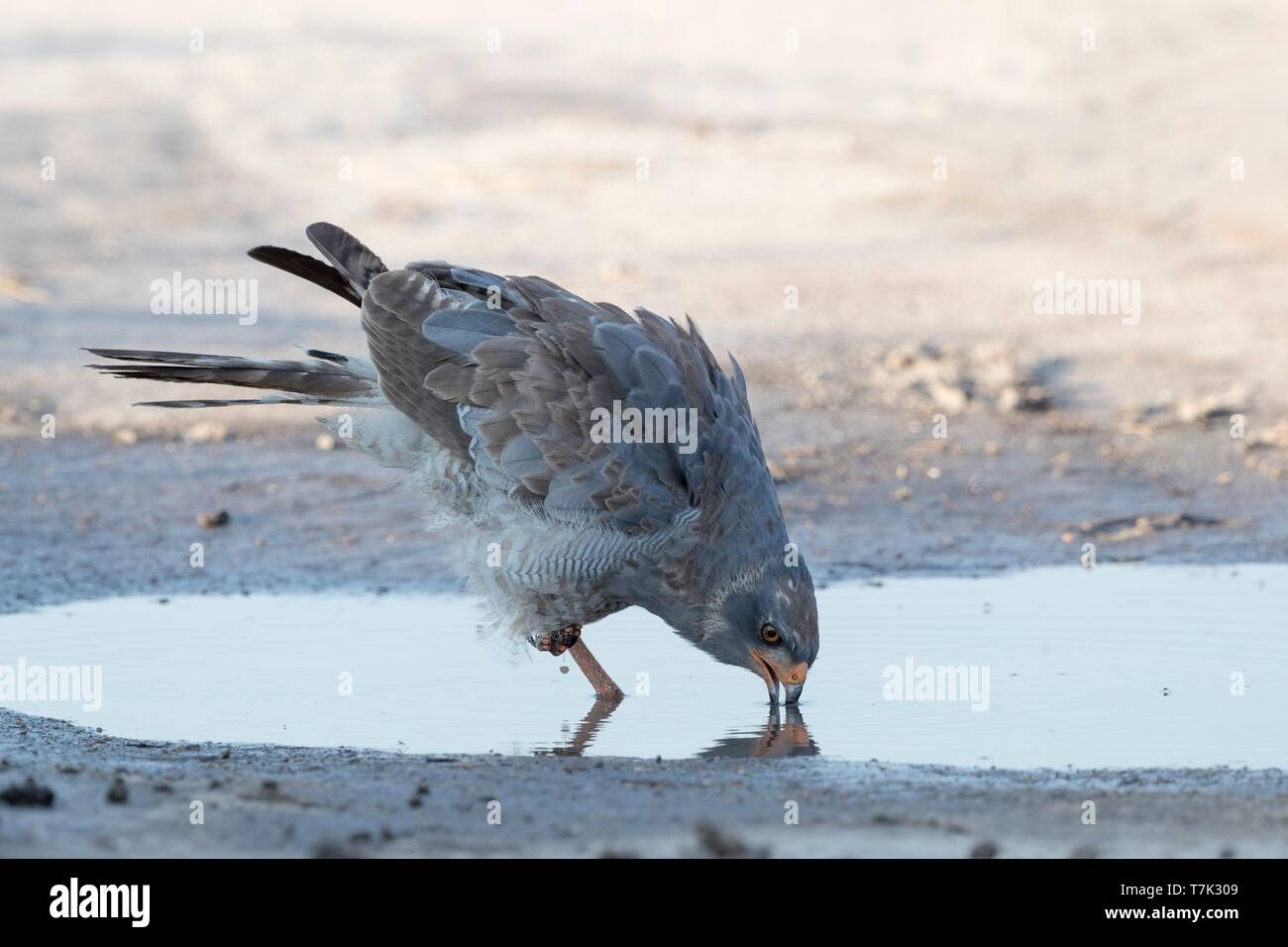 Bostwana, Central Kalahari Game Reserve, Pale chanting goshawk (Melierax canorus), immature drinking in a puddle Stock Photo