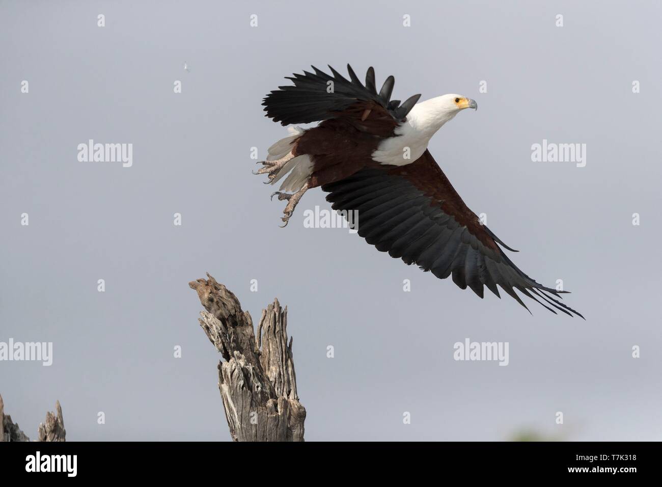 Bostwana, Chobe National Park, Chobe river, African fish eagle ...