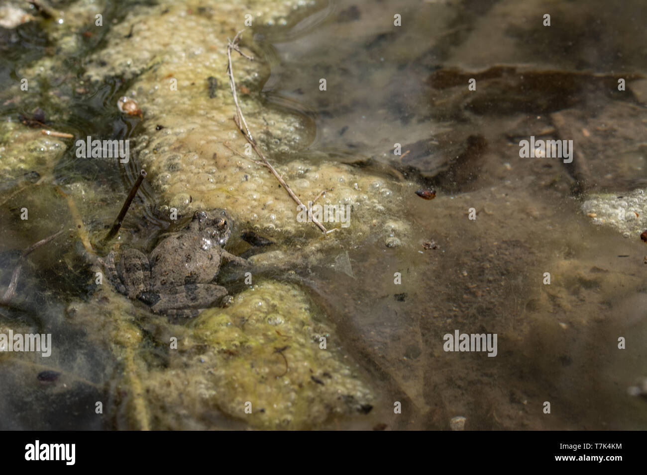 Blanchard's Cricket Frog (Acris blanchardi) from Chase County, Kansas, USA. Stock Photo