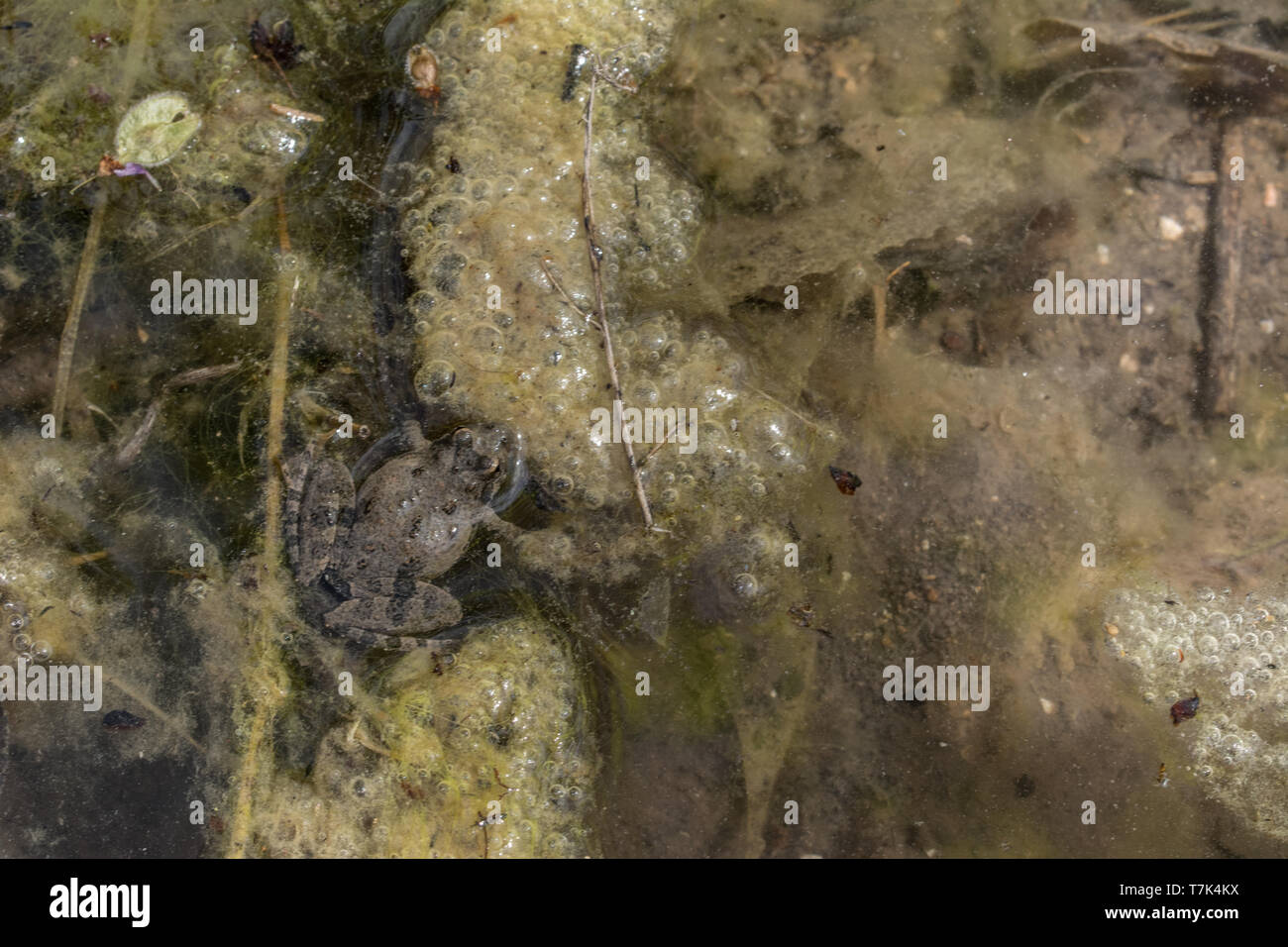 Blanchard's Cricket Frog (Acris blanchardi) from Chase County, Kansas, USA. Stock Photo