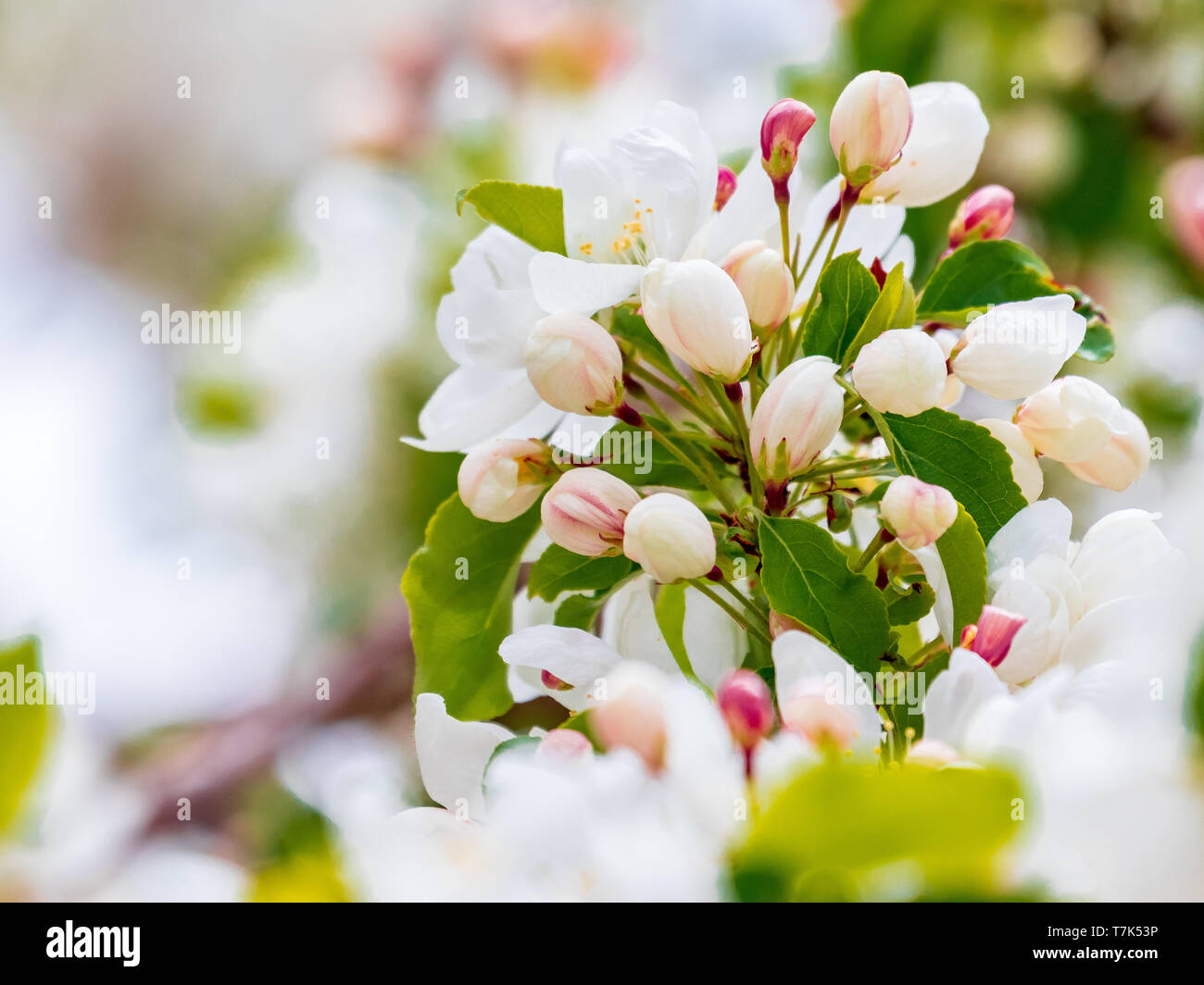 Apple Bud Bouquet Stock Photo
