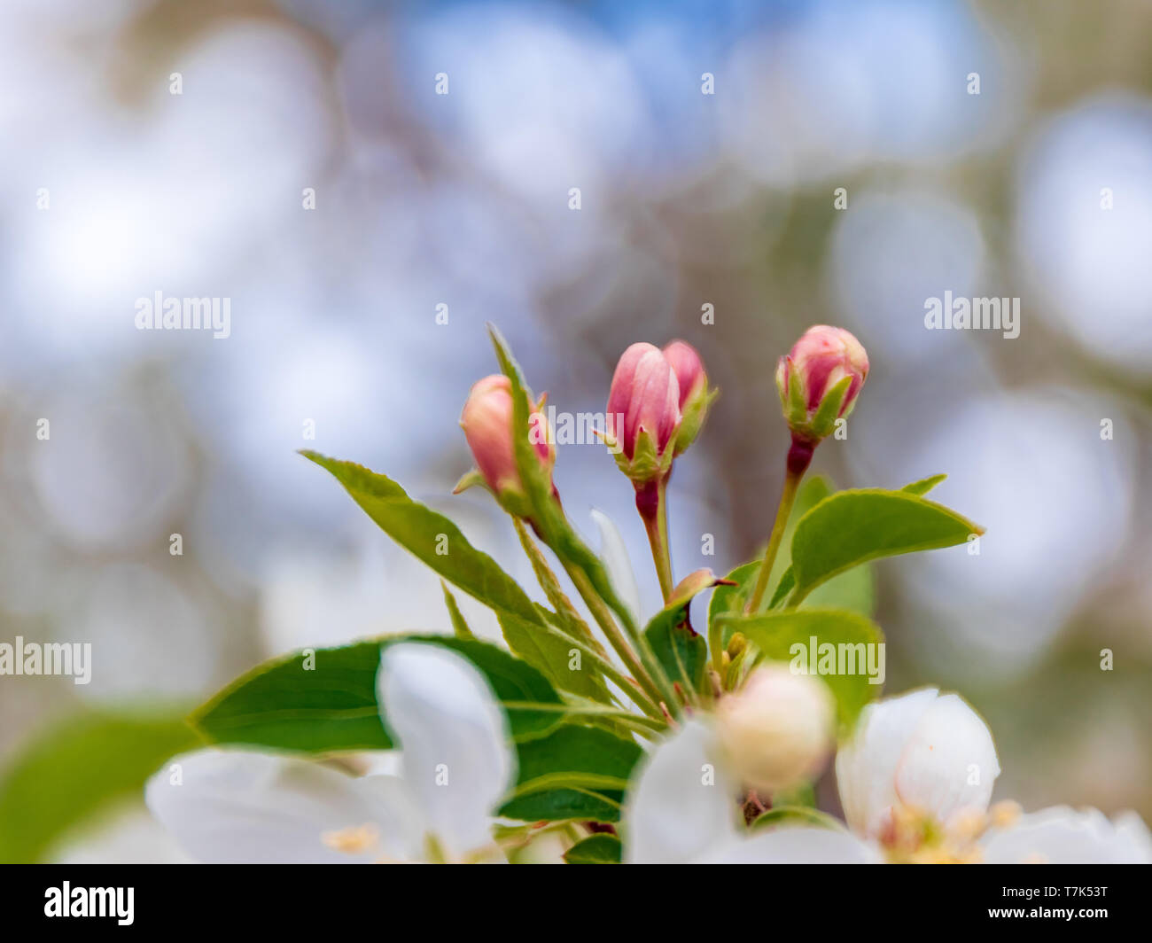 Spring Apple Buds Stock Photo