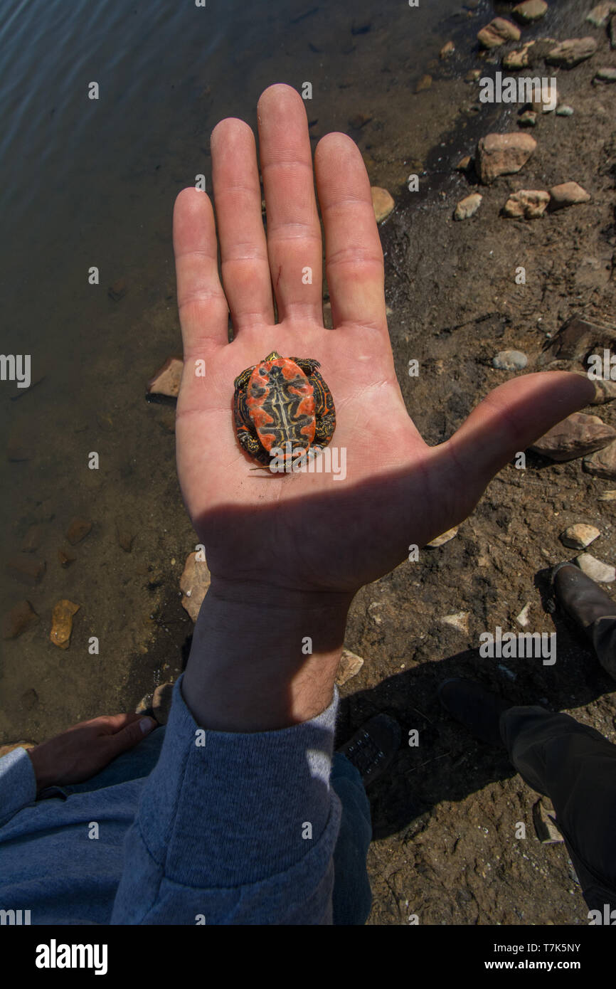 A juvenile Western Painted Turtle (Chrysemys picta belli) from Jefferson County, Colorado, USA. Stock Photo