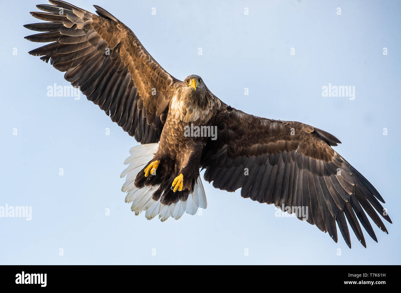 Adult White-tailed eagle in flight. Front view. Sky background. Scientific name: Haliaeetus albicilla, also known as the ern, erne, gray eagle, Eurasi Stock Photo