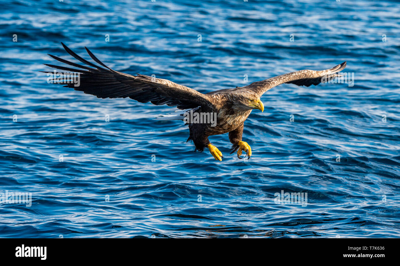 Adult White-tailed eagles fishing. Front view. Blue Ocean Background. Scientific name: Haliaeetus albicilla, also known as the ern, erne, gray eagle,  Stock Photo