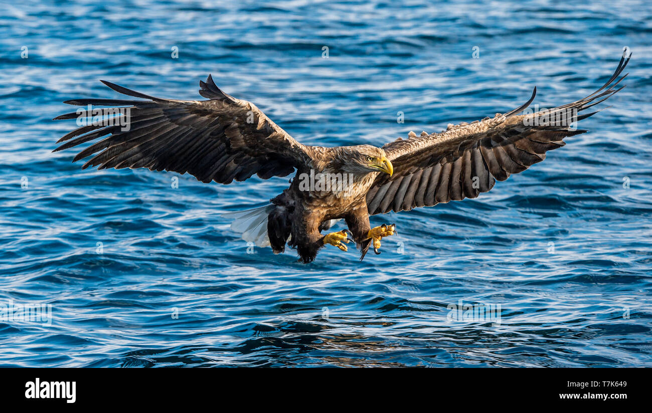 Adult White-tailed eagles fishing. Front view. Blue Ocean Background. Scientific name: Haliaeetus albicilla, also known as the ern, erne, gray eagle,  Stock Photo