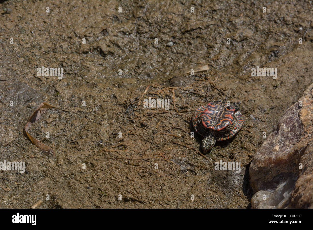 A desiccated juvenile Western Painted Turtle (Chrysemys picta belli) from Jefferson County, Colorado, USA. Stock Photo