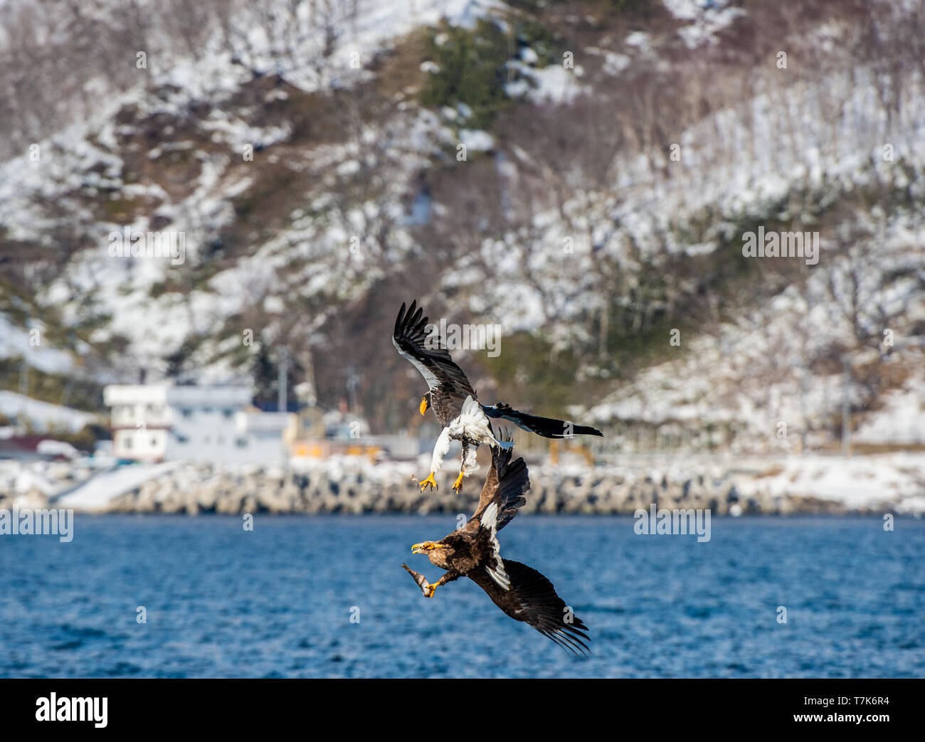 Eagles in fight. Steller's sea eagle and white tailed sea eagle in fight for prey.  Natural Habitat. Winter Season. Stock Photo