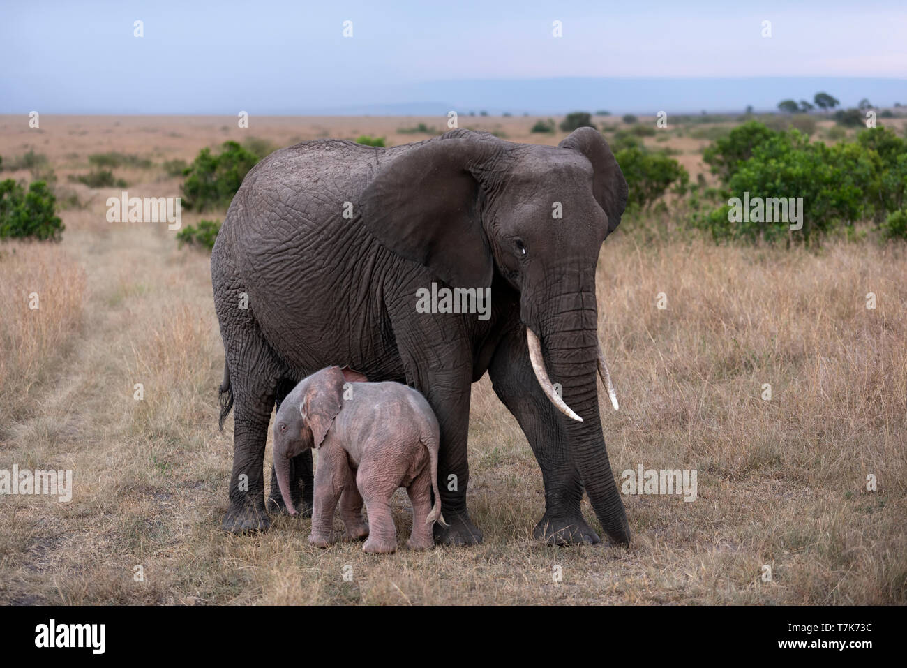 Rare Albino elephant born in masai mara national reserve in kenya Stock Photo