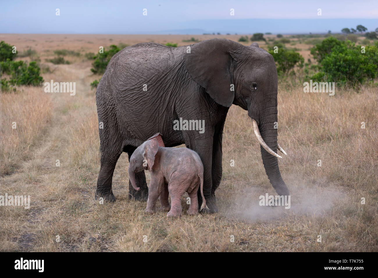 Rare Albino elephant born in masai mara national reserve in kenya Stock Photo