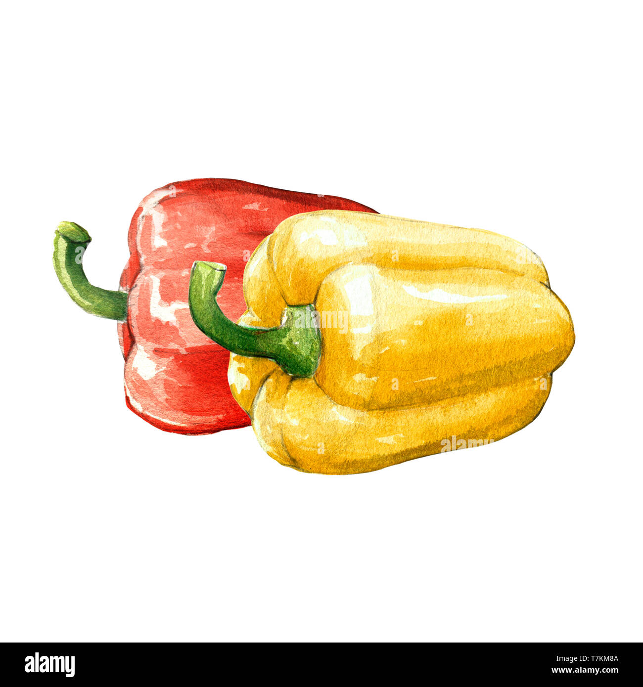 red yellow bell sweet pepper watercolor illustration on white background Stock Photo