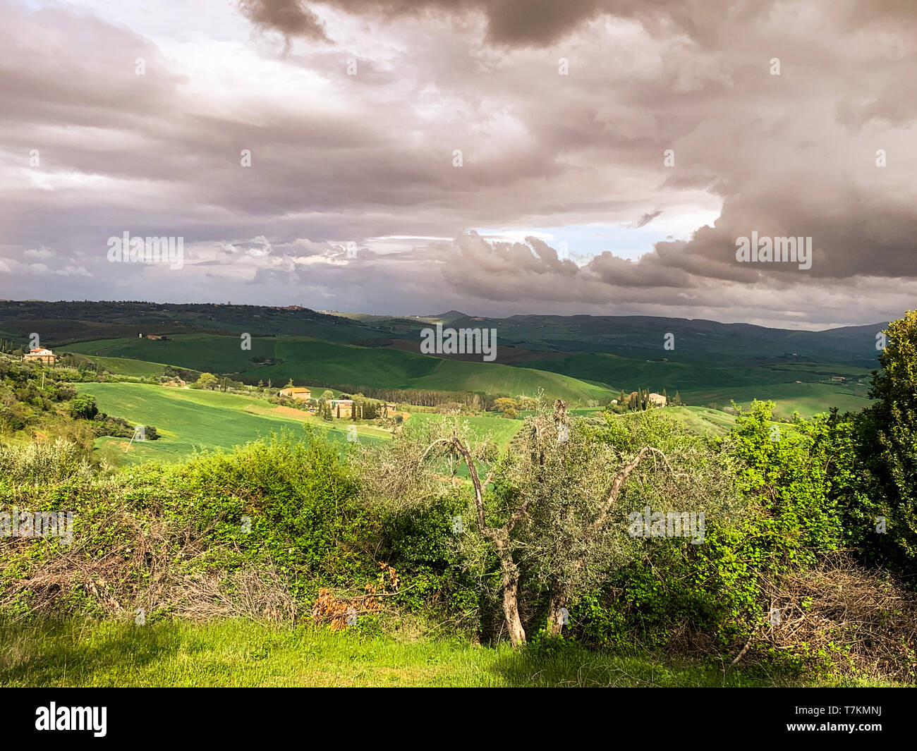Landscape at sunset. Sinuous green hills at dusk. Stock Photo