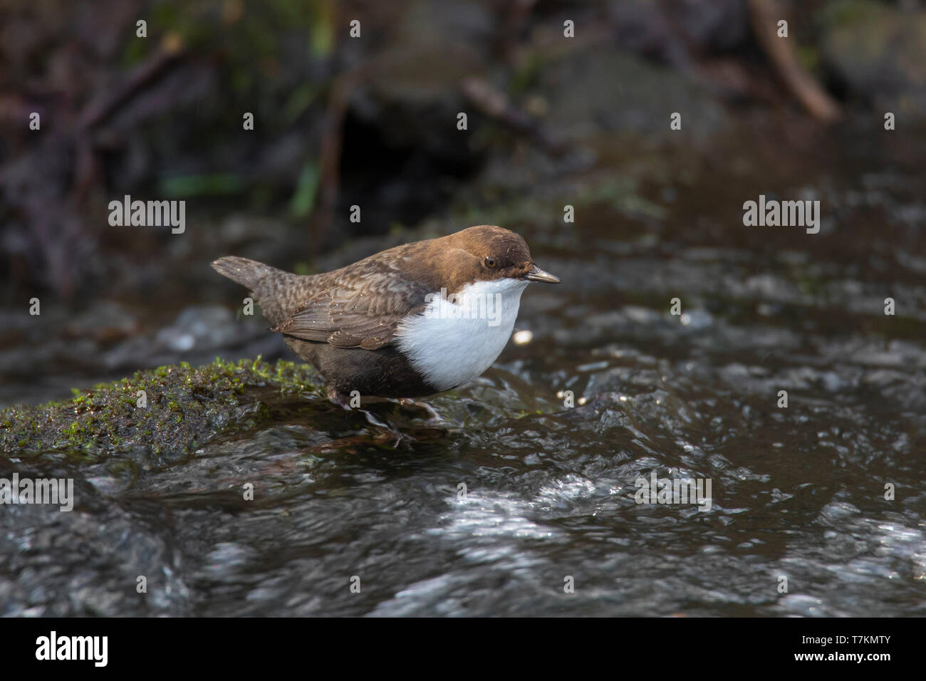 White-throated dipper / European dipper (Cinclus cinclus aquaticus) foraging in stream Stock Photo