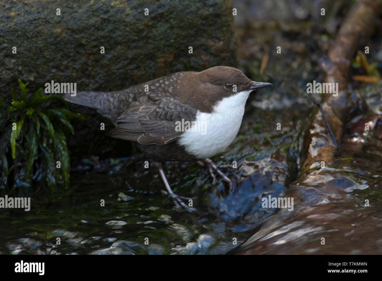 White-throated dipper / European dipper (Cinclus cinclus aquaticus) foraging in stream Stock Photo