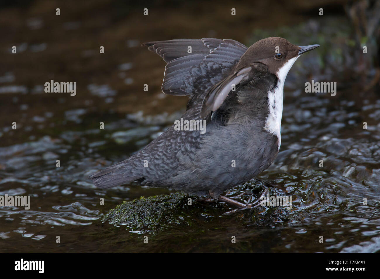 Dipper bird flapping wings hi-res stock photography and images - Alamy