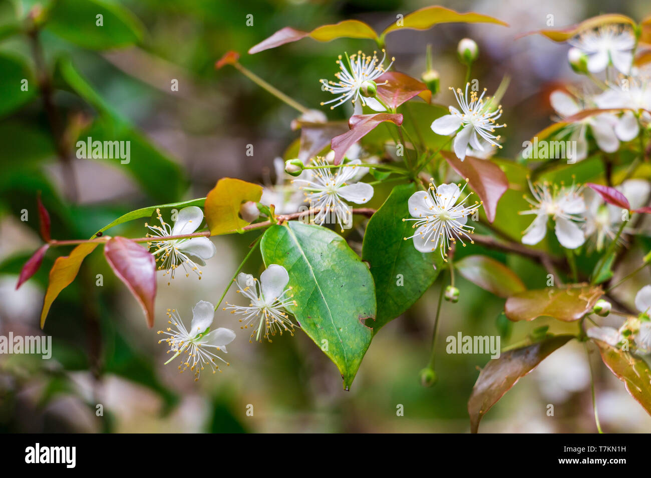 Suriname cherry (Eugenia uniflora) white flowers - Long Key Natural Area, Davie, Florida, USA Stock Photo