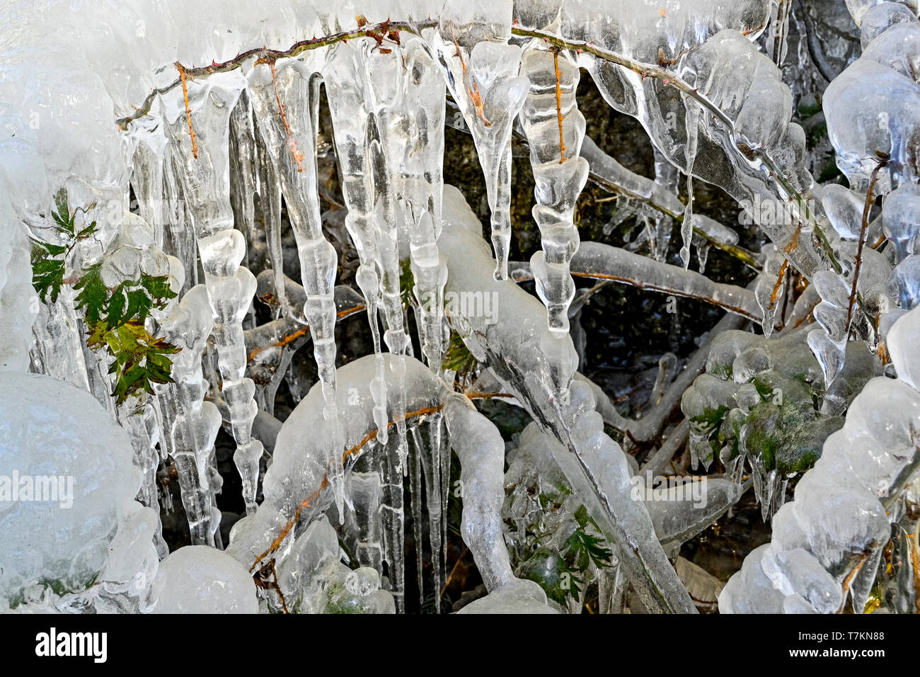 Icicles, ice, winter, British Columbia, Canada Stock Photo