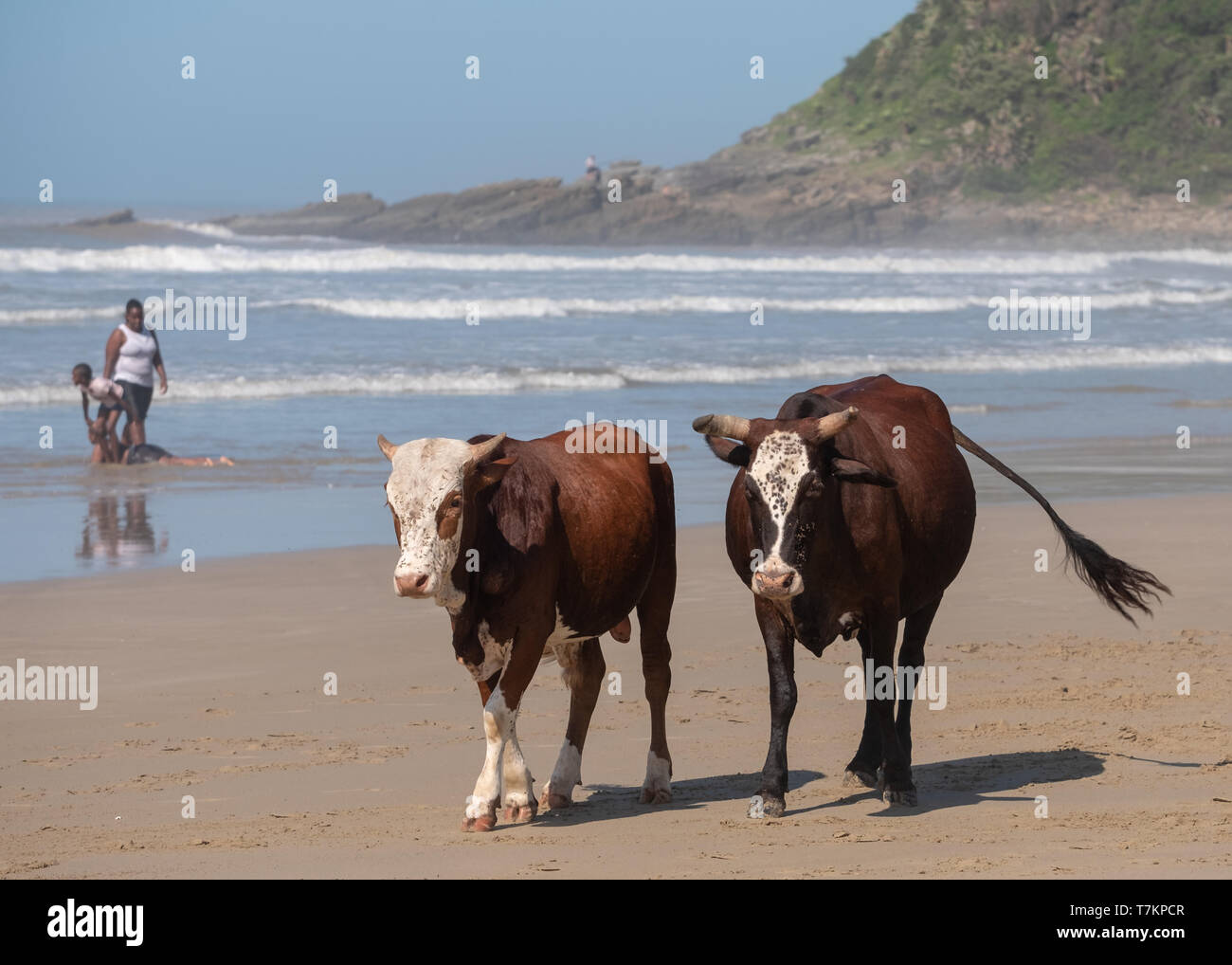 Brown and white Nguni cows at Second Beach, Port St Johns on the Wild Coast in Transkei, South Africa. People play in the sea behind. Stock Photo