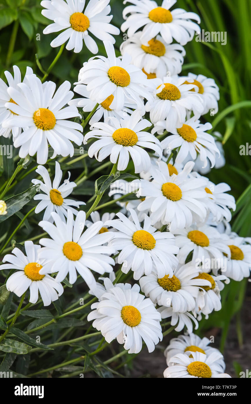 Beautiful big daisy on the field closeup Stock Photo