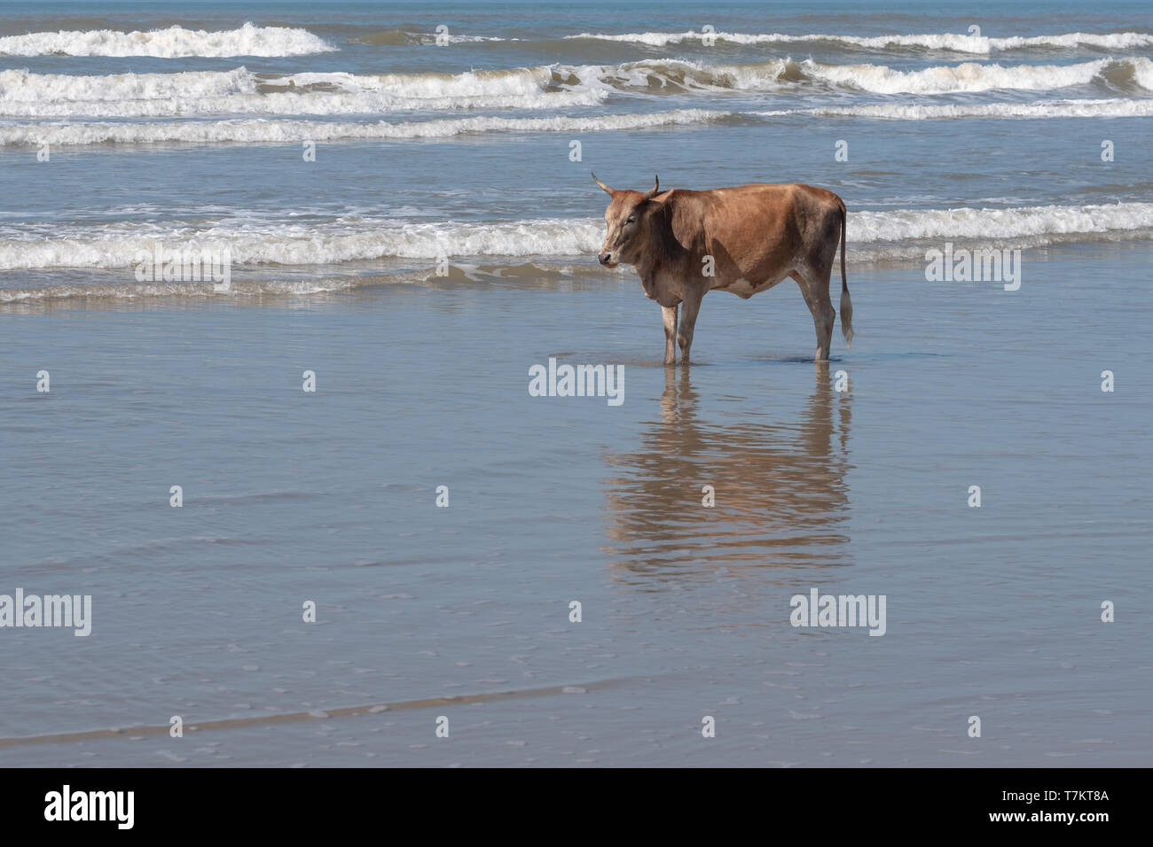 Brown Nguni cow stands on the sand at Second Beach, Port St Johns on the Wild Coast in Transkei, South Africa. Stock Photo