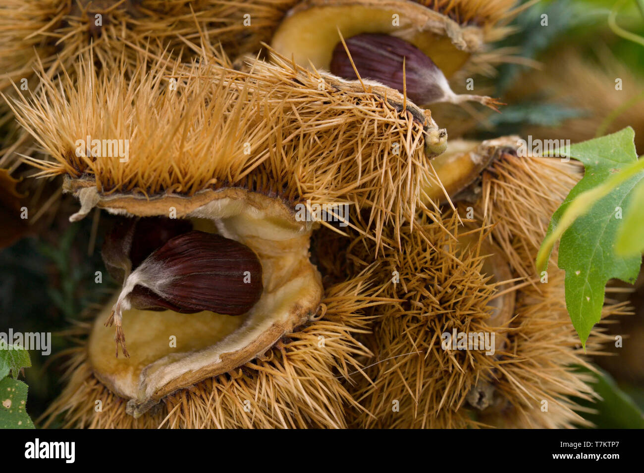 Close up of Castanea sativa, or sweet chestnut. Stock Photo