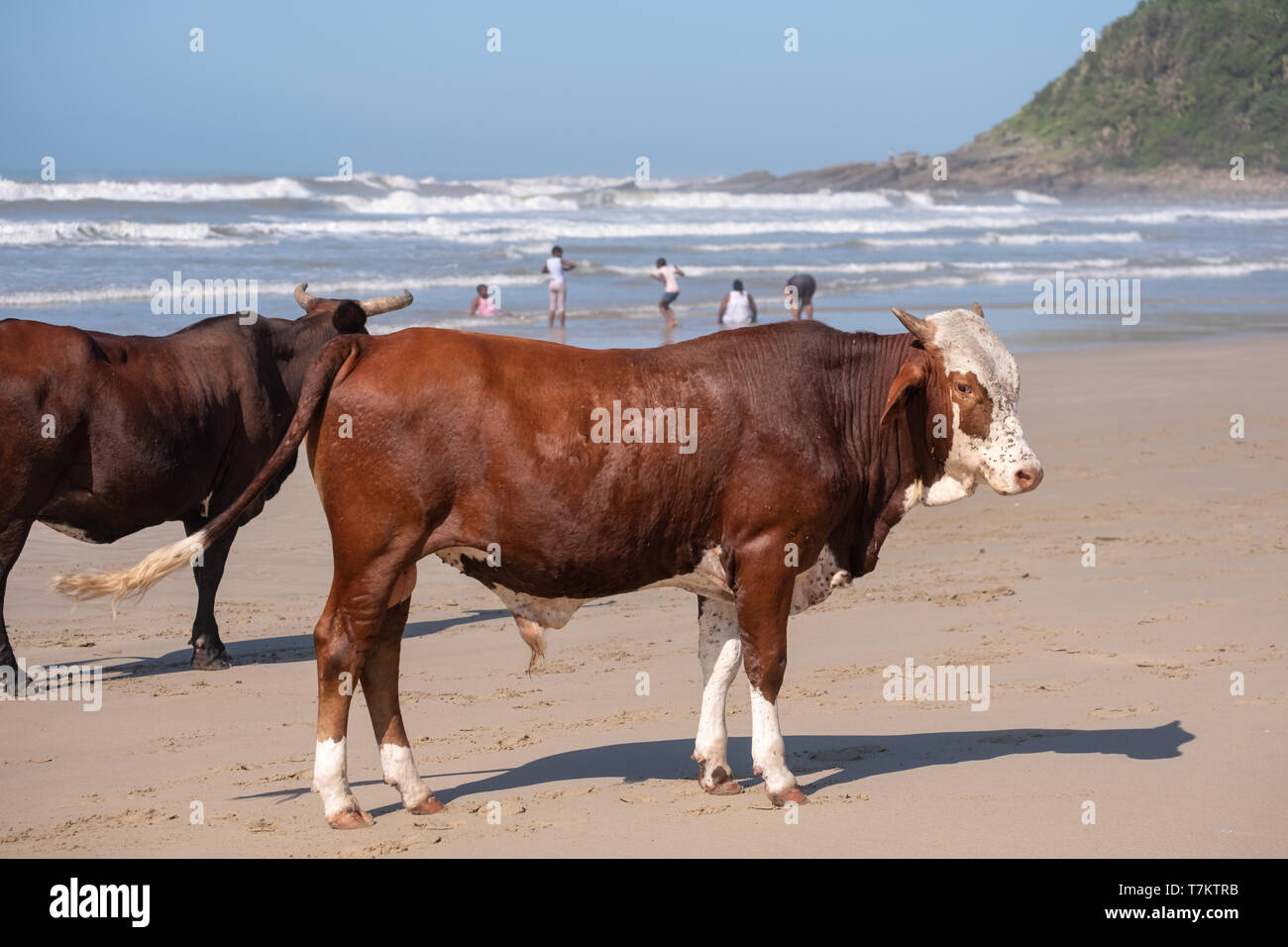 Brown Nguni cows at Second Beach, Port St Johns on the Wild Coast in Transkei, South Africa. Stock Photo