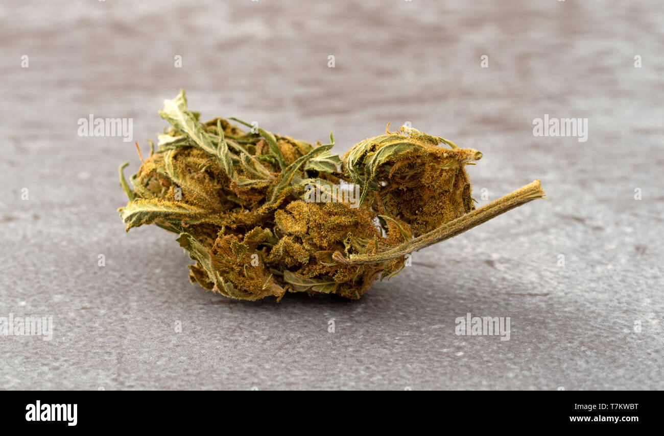 Side view of a marijuana bud on a gray table illuminated with natural light. Stock Photo