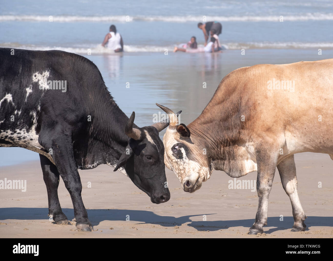 Cows lock horns on the beach on Second Beach, Port St Johns on the Wild ...