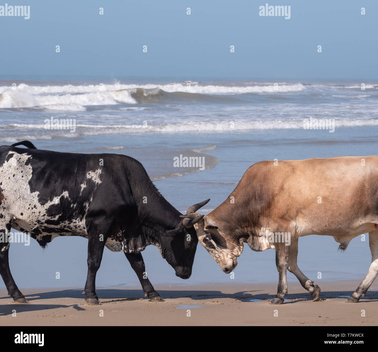Lock horns hires stock photography and images Alamy