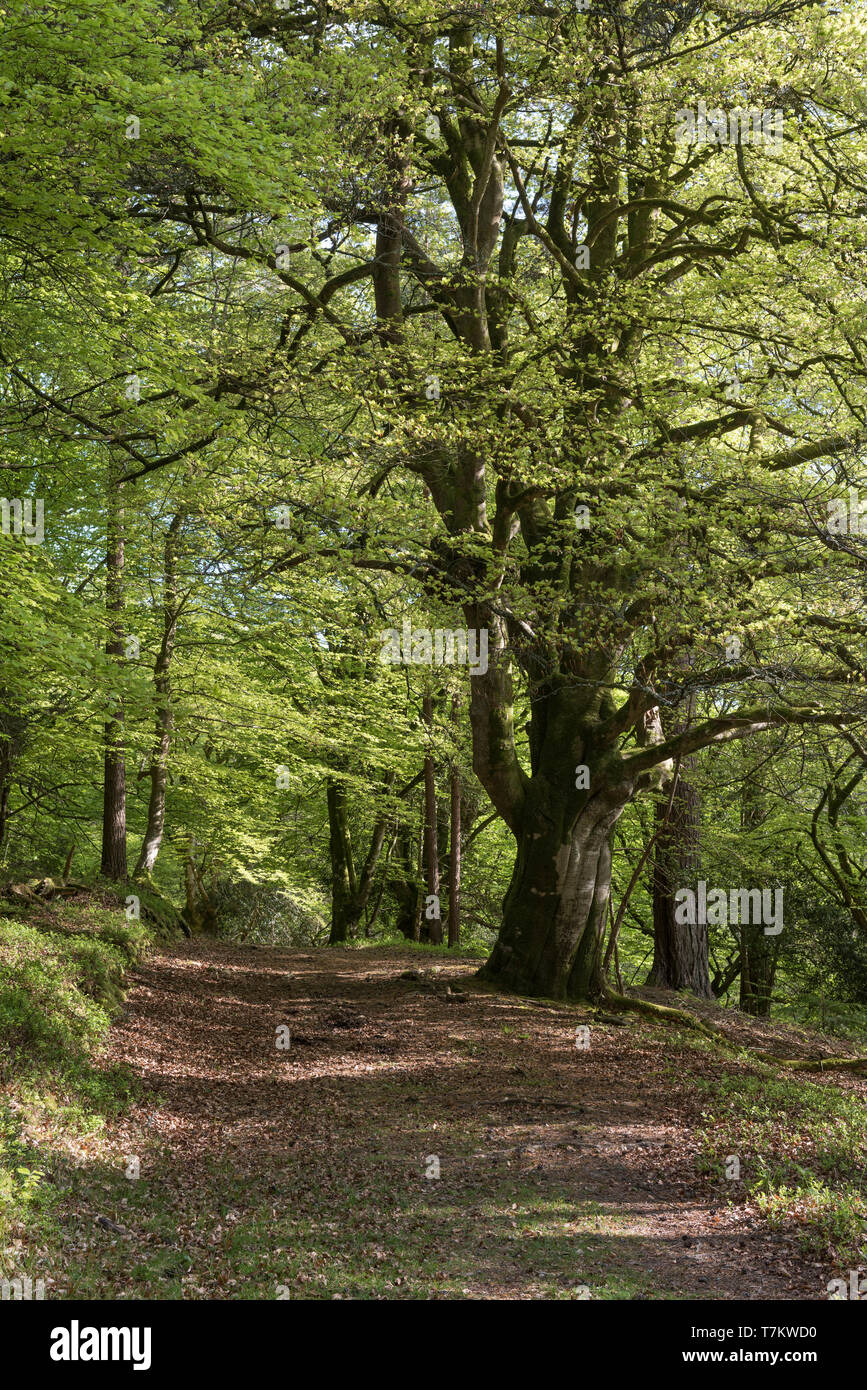 beech-trees-in-their-spring-foliage-at-bolderwood-in-the-new-forest