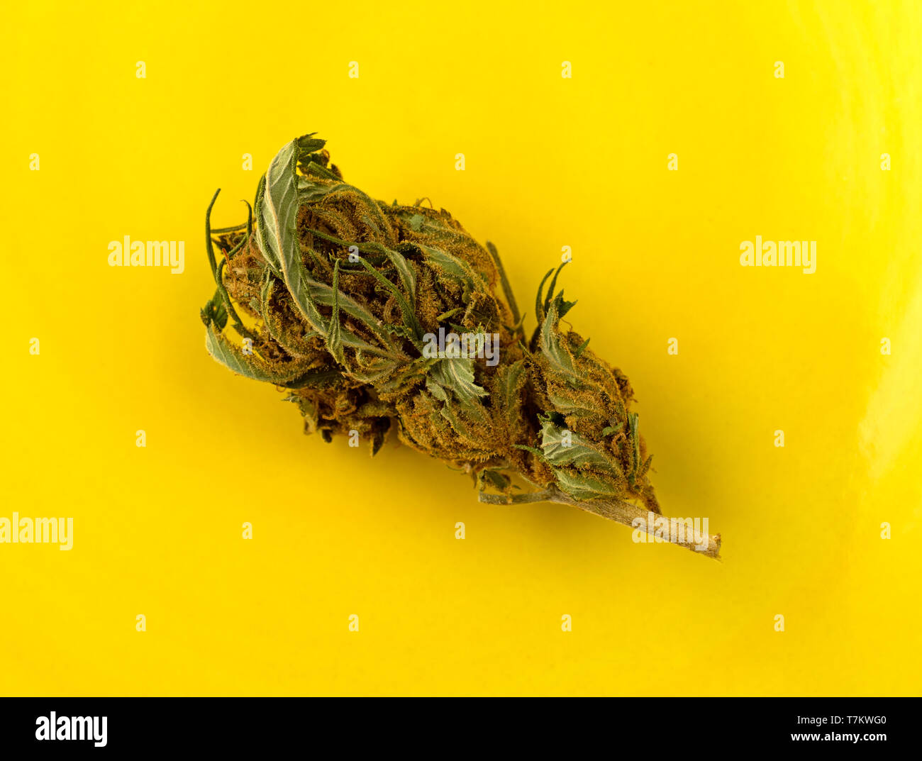Overhead view of a marijuana bud on a yellow background illuminated with natural lighting. Stock Photo