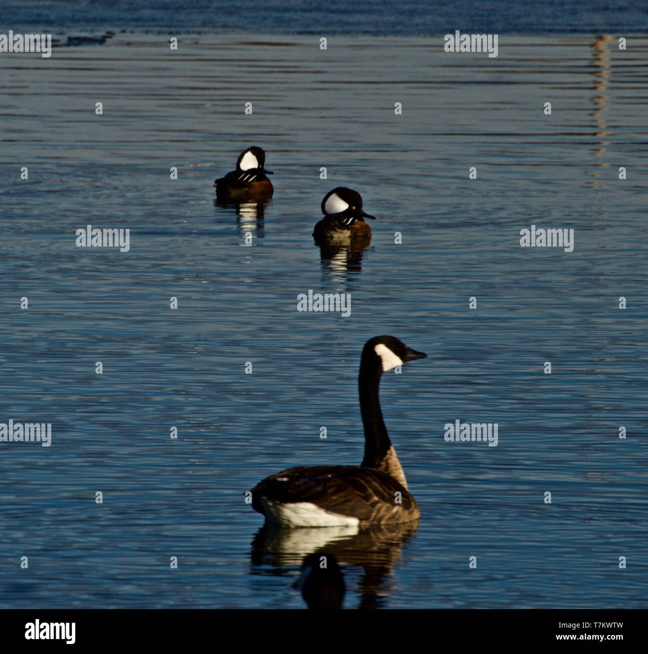 Hooded Merganzer males and Canada Goose, resting on Lindsey City Park Public Fishing Lake, Canyon, Texas. Stock Photo