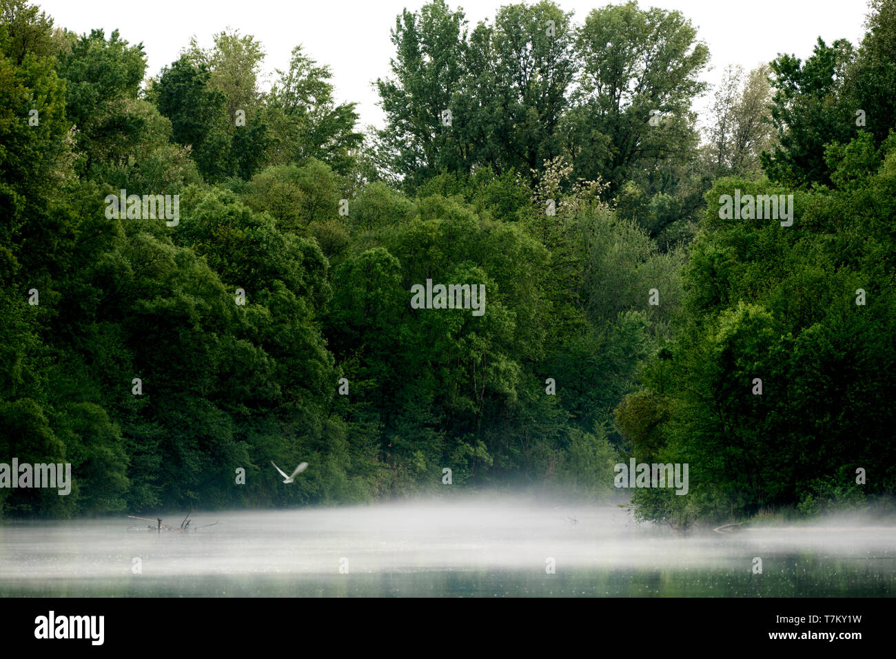 River water covered by water vapor with bird flying at low altitude Stock Photo