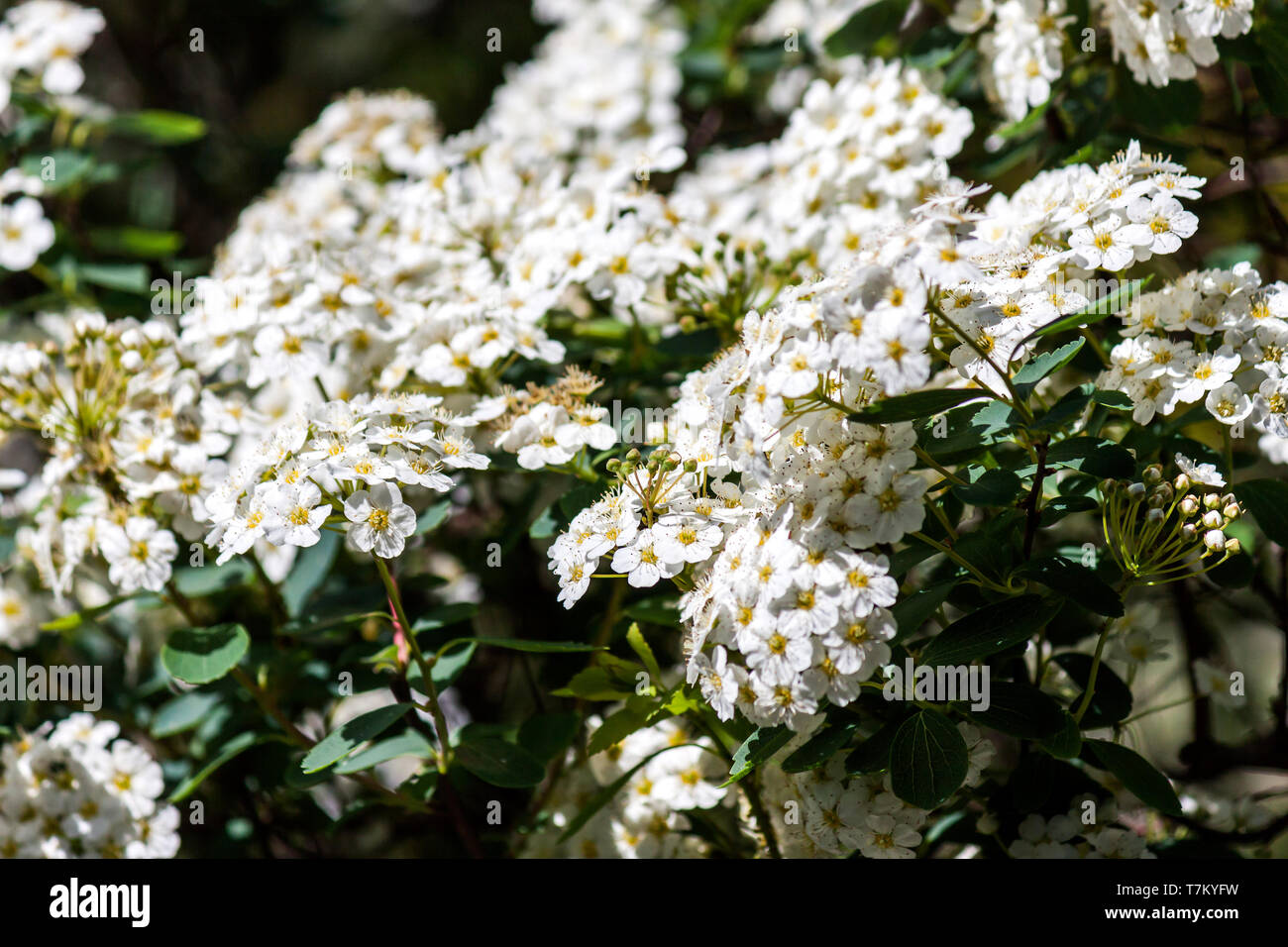 White alyssum hi-res stock photography and images - Alamy