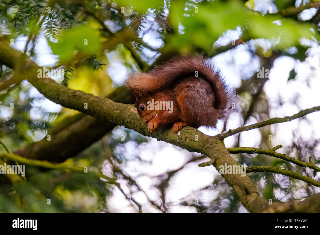 A Red Squirrel in the trees in Cockermouth, Cumbria Stock Photo