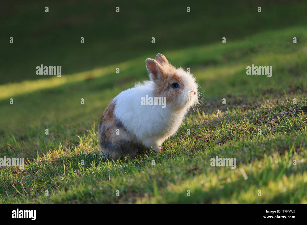 Netherland Dwarf rabbit sitting on grass during a sunset Stock Photo