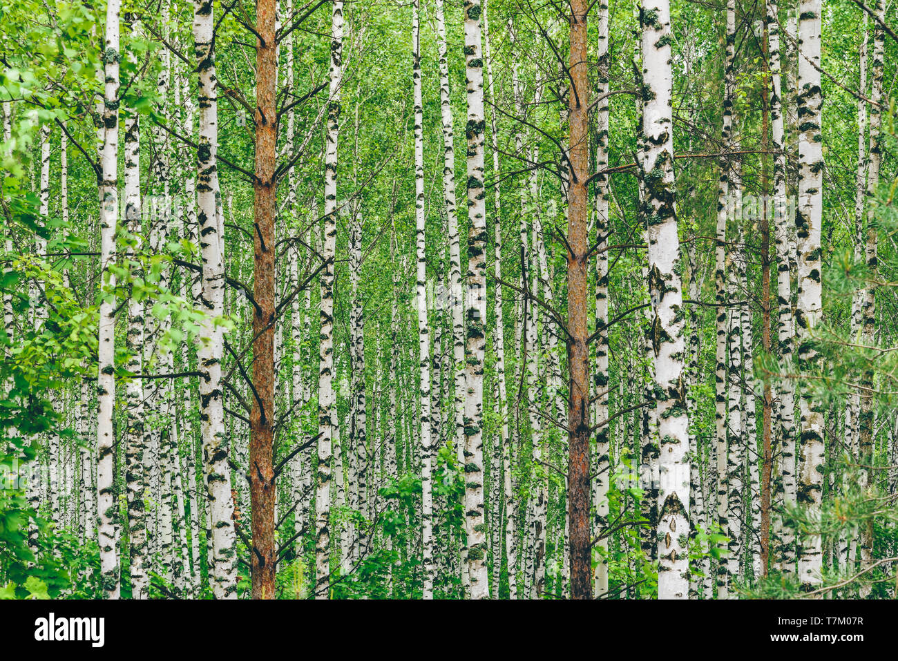 Two pine trees in birch grove. Background Stock Photo
