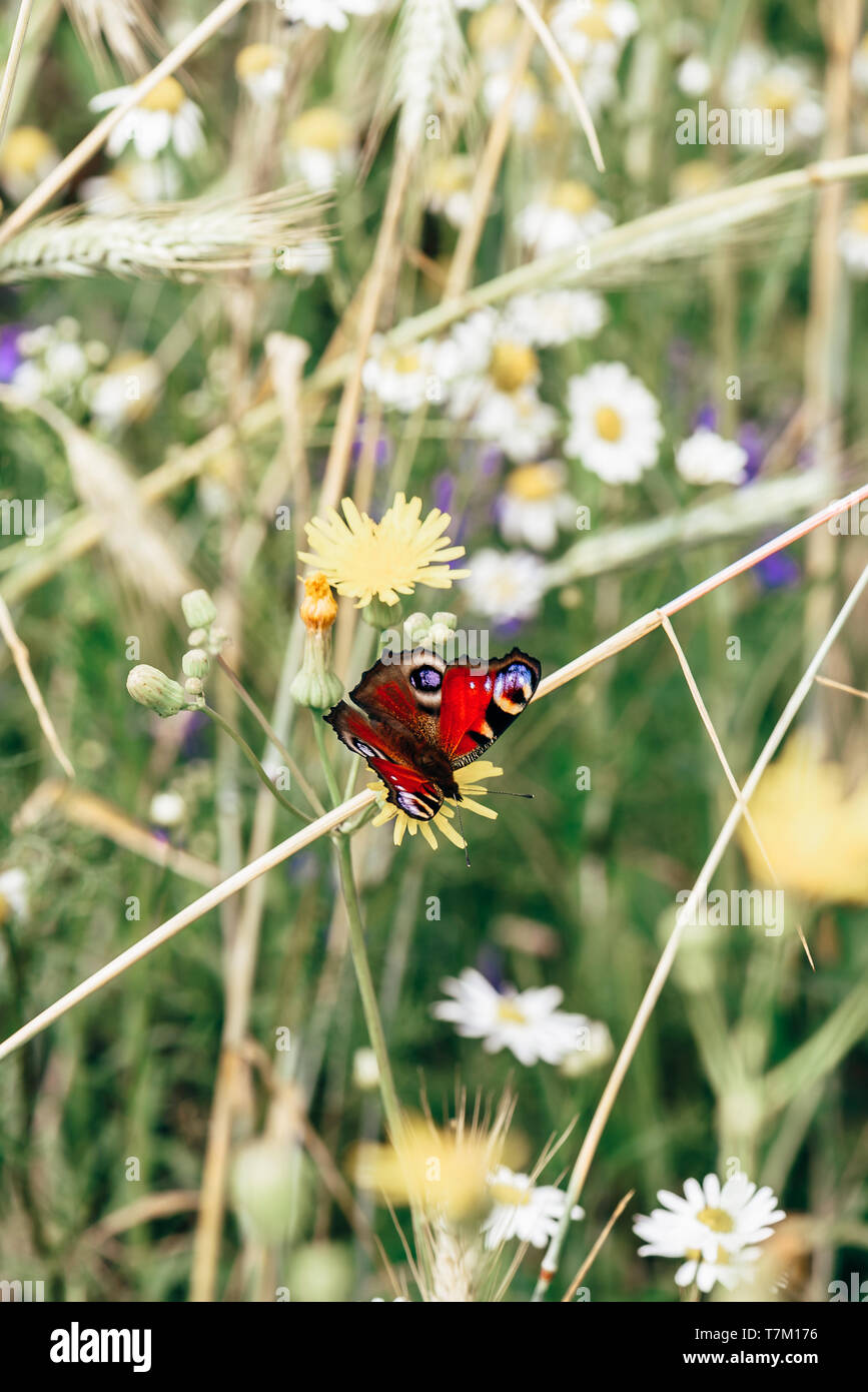 Aglais io or european peacock butterfly sitting on the yellow flower ...