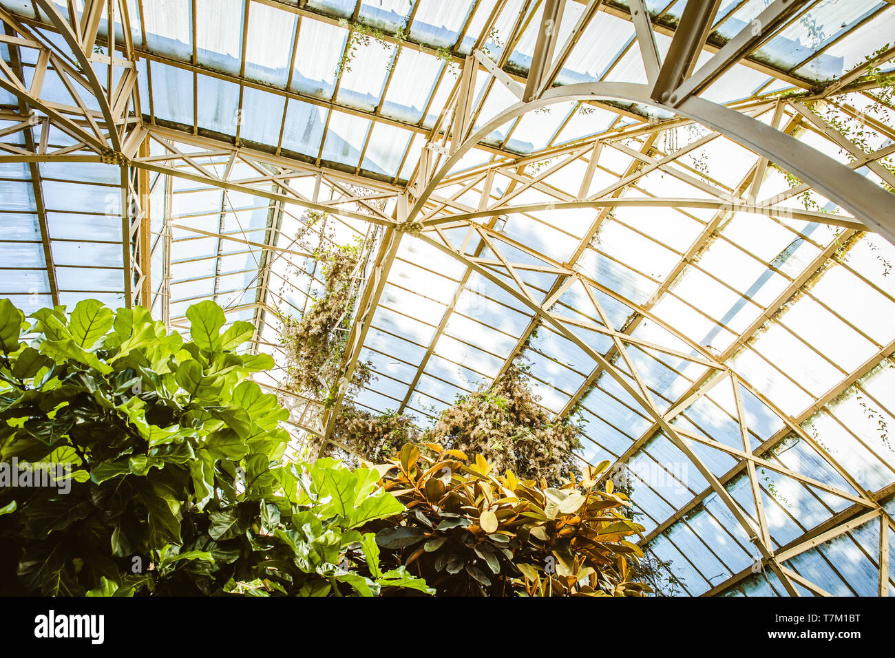 Tropical greenhouse glasshouse sunny interior full of lush green plants ...