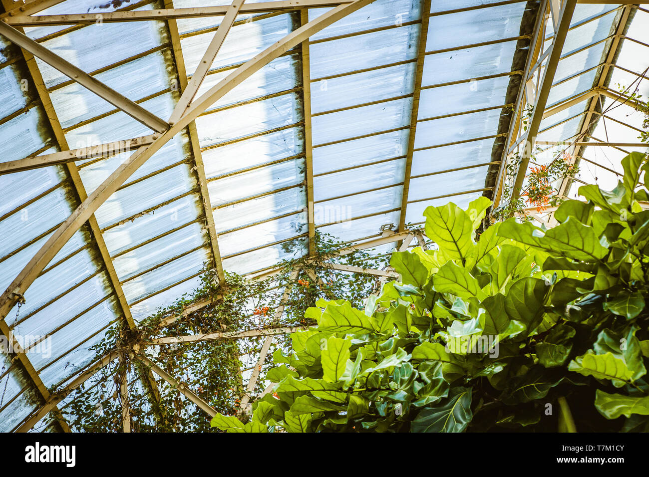 Tropical greenhouse glasshouse sunny interior full of lush green plants ...