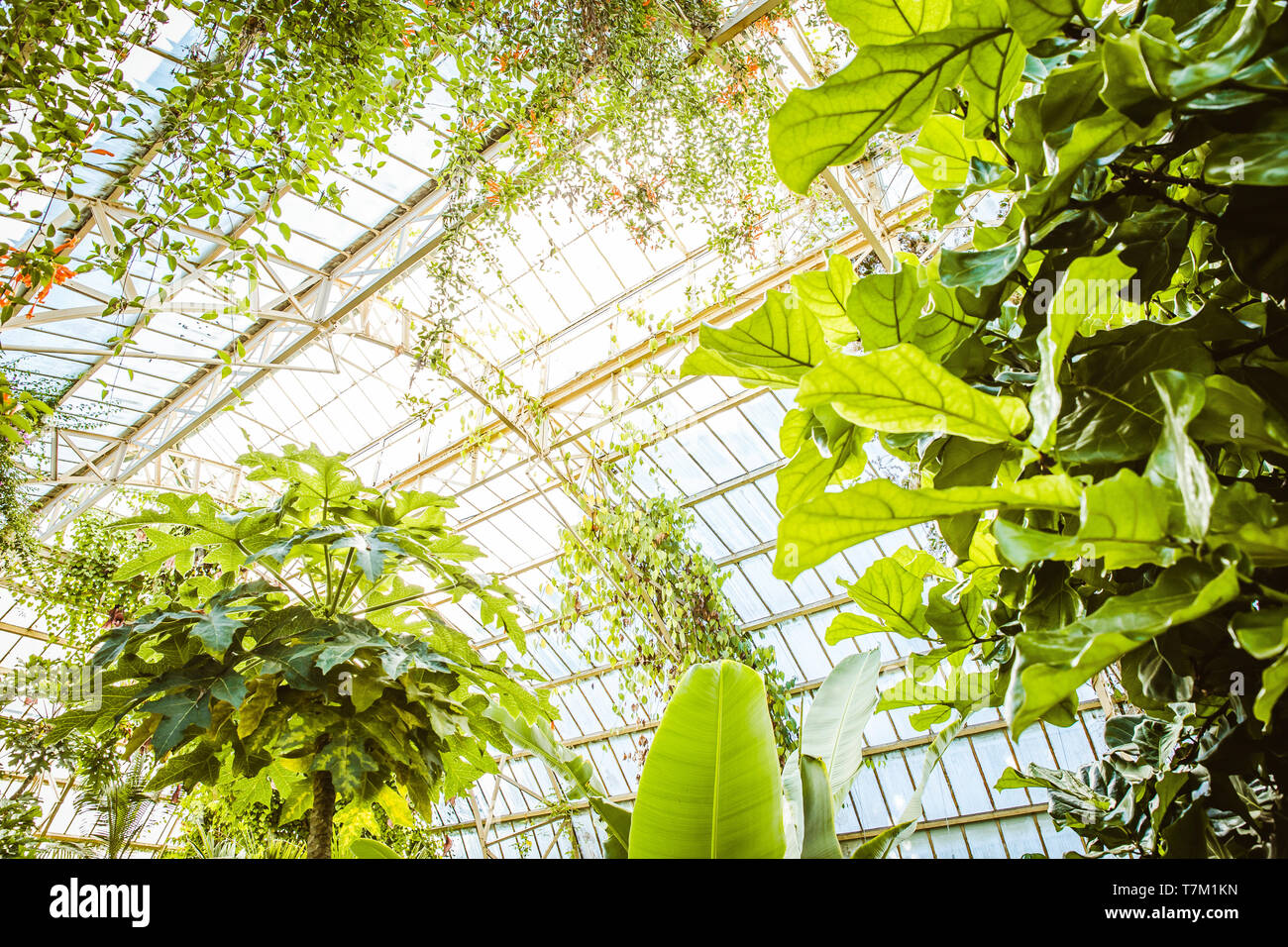 Tropical greenhouse glasshouse sunny interior full of lush green plants ...