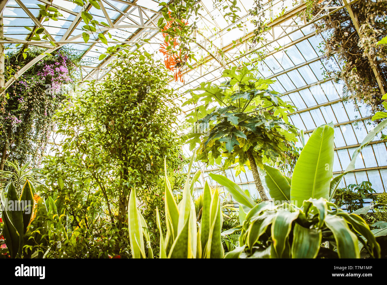 Tropical greenhouse glasshouse sunny interior full of lush green plants ...